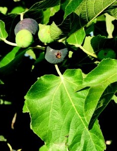 Figues al forn