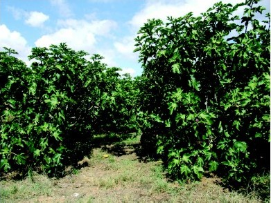 Plantació de figueres coll de dama