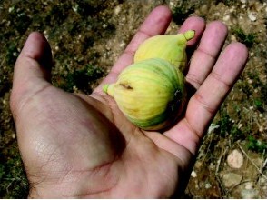 Plantació de figueres coll de dama