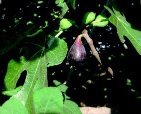 Bacora secana