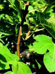 Bacora secana
