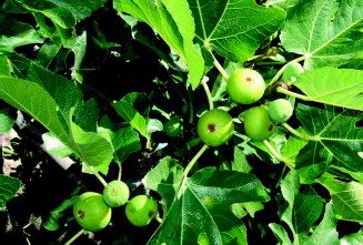 Figues blanques