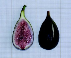 Bacora Napolitana