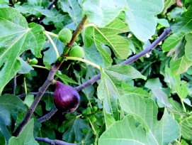 Bacorera de pèl de llebre