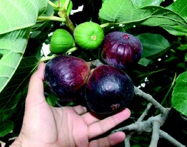 Roja com el puny