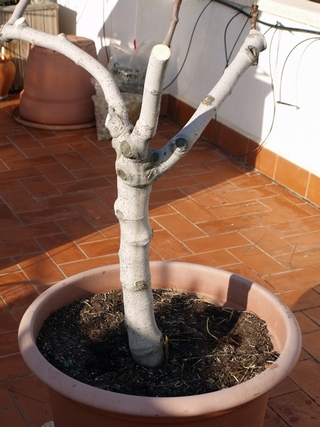 Figuera esporgada