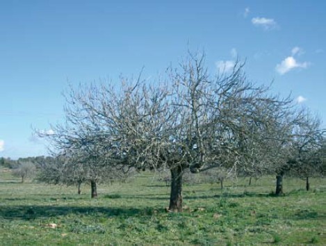 Figueres envellides