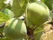 Blanca de S'Amarador