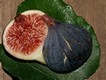 Adam, Boule d'or, Dauphine Violette, Grise de Tarascon, Grosse Violette, Grosse de Juillet, Mussega Negra, Pagaudi&egrave;re, Ronde Violette H&acirc;tive, Rouge de Argenteuil.