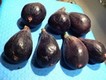 Figa Flor Negra de Calonge