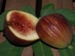 Madeleine des deux saisons