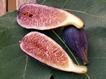 Figa Plat&agrave;n
