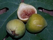 Fico del Portogallo