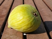 Trojano