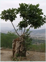 Figuera rebrotada de la soca