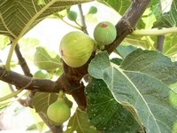 Setjola fig, 30-July-2006