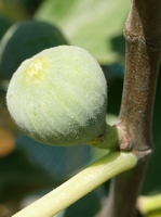 Setjola fig, 5-July-2007