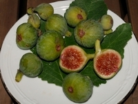Ull de Perdiu, Figs 6-August-2007