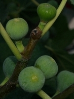 Setjola fig, 5-July-2007