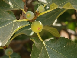 Sejoles madurant