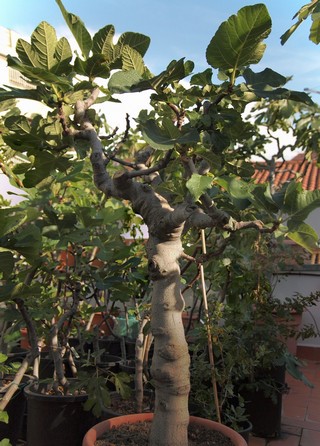 Figuera Sejola del meu terrat