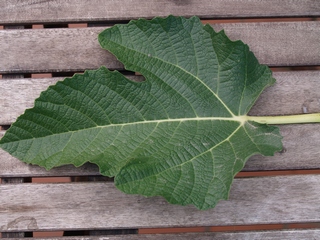 Fulla de Sejola