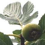 Blanca del Montseny, Mature fig in the fig tree 6-October-2007