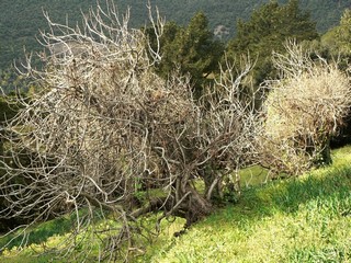 Montseny 20-Desembre-2006