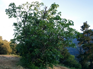 Montseny 19-Maig-2007, a la posta del sol