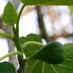 Blanca del Montseny, Figs and brevas 23-June-2005