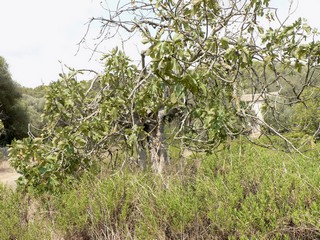 Paratjal