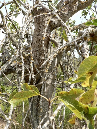 Paratjal