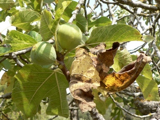 Paratjal