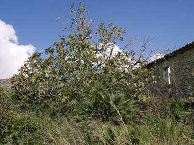 Coll de Dama
