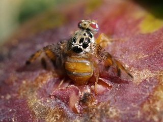 Ceratitis capitata