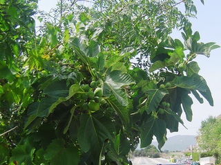 Blanca de Vilamajor