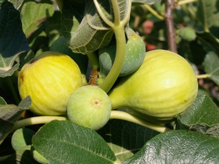 Blanca de Vilamajor