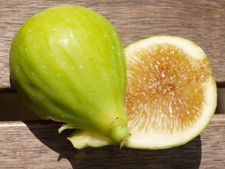 Blanca de Vilamajor