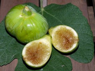 Blanca de Vilamajor