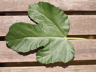 Fulla de laBlanca de Vilamajor