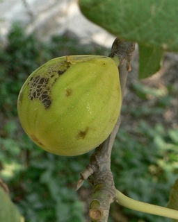 Figa de la Blanca de Sant Fost