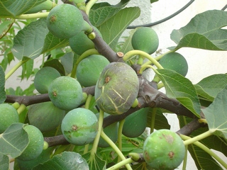 Cendrosa
