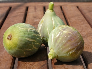 Cendrosa