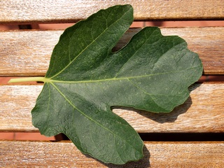 Fulla de Cendrosa