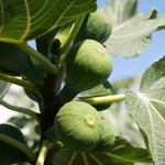 Coll de dama figs, 13 July 2007