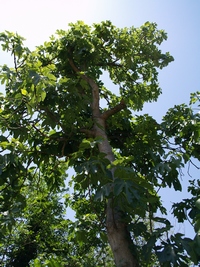 Fig tree Coll de Dama in Vall&eacute;s Oriental ( Barcelona) 