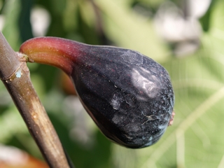 Main crop before maturity