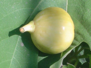 Figa Flor Blanca de Sant Boi