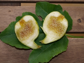 Figa Flor Blanca de Sant Boi