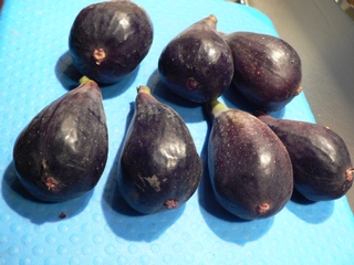 Figues flors de Sant Antoni de Calonge